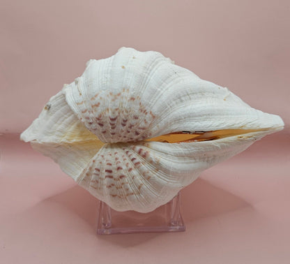 Bear Paw Clam Shell - 10" Unique Coastal Decor Accent