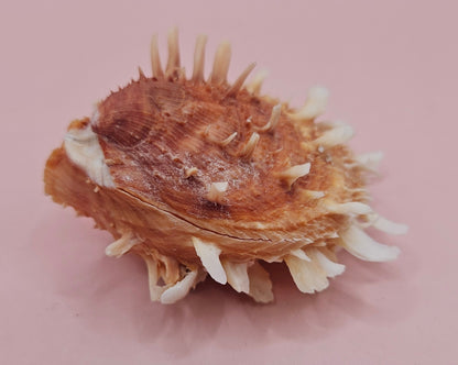 Hinged Spondylus Shell – 3" Bivalve Display with Spiny Texture