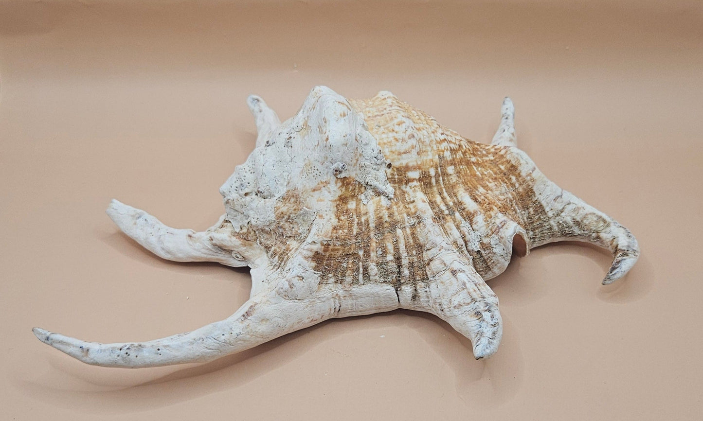 Large Chiagra Lambis  Spider Conch Shell – 9.5" Display Shell with Natural Curved Spines