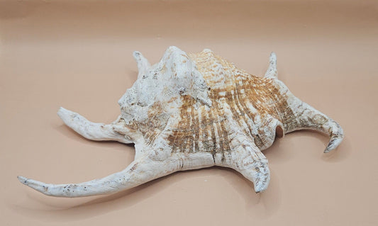 Large Chiagra Lambis  Spider Conch Shell – 9.5" Display Shell with Natural Curved Spines