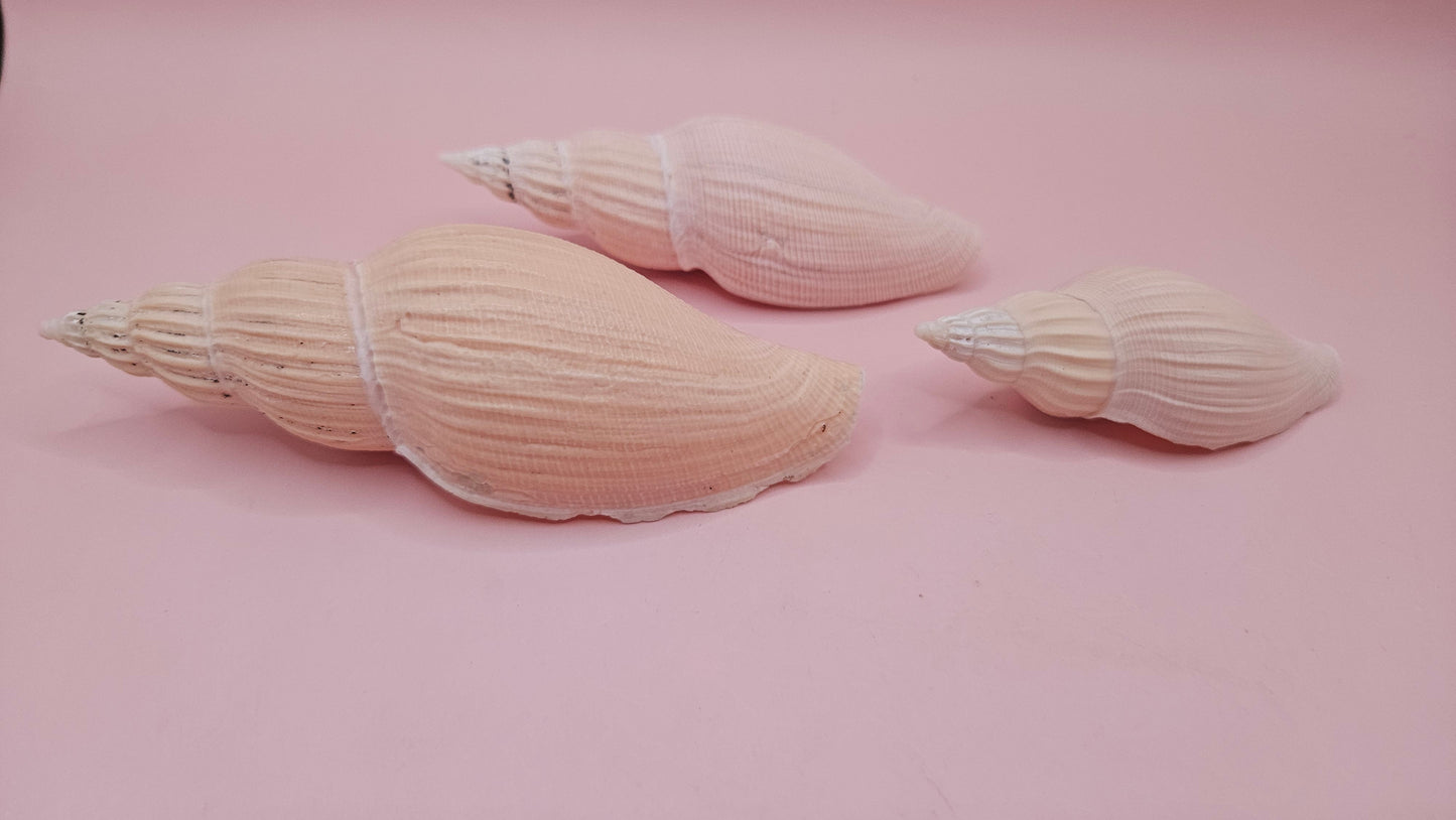 Fulgoraria nagouchii hyashi Growth Series – Set of 3 Display Shells
