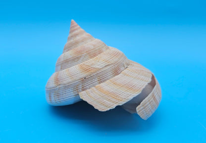 Rare Pleurotomaria hirasei Deep Sea Display Shell with Operculum – 3.8" Nautical Home Decor