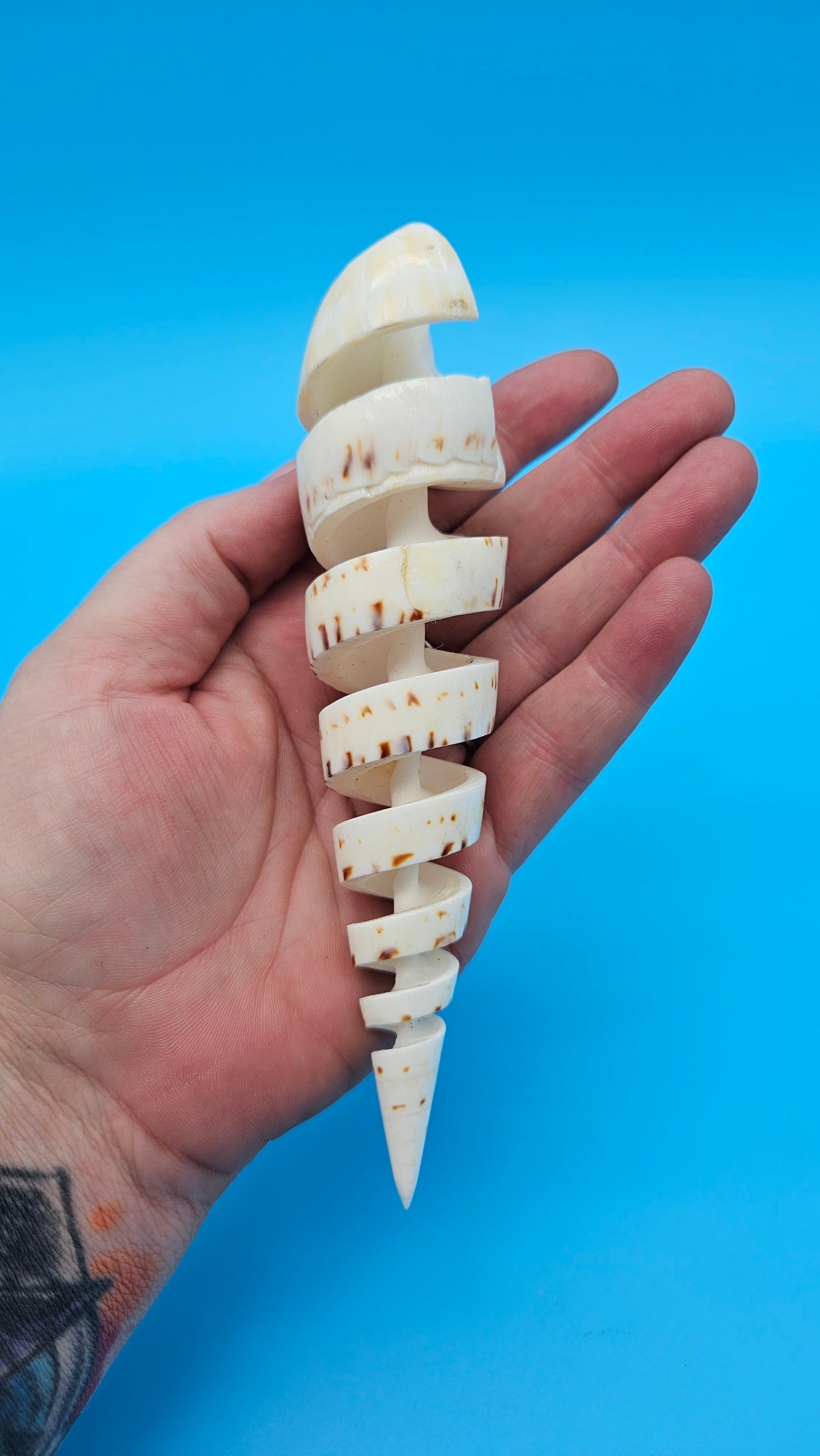 Spiral Cut Marlin Spike Display Shell (Terebra maculata) 6.2" – Premium Coastal Decor Specimen