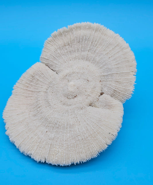 Rare Mutant Mushroom Coral Display - Premium Coastal Home Decor Specimen