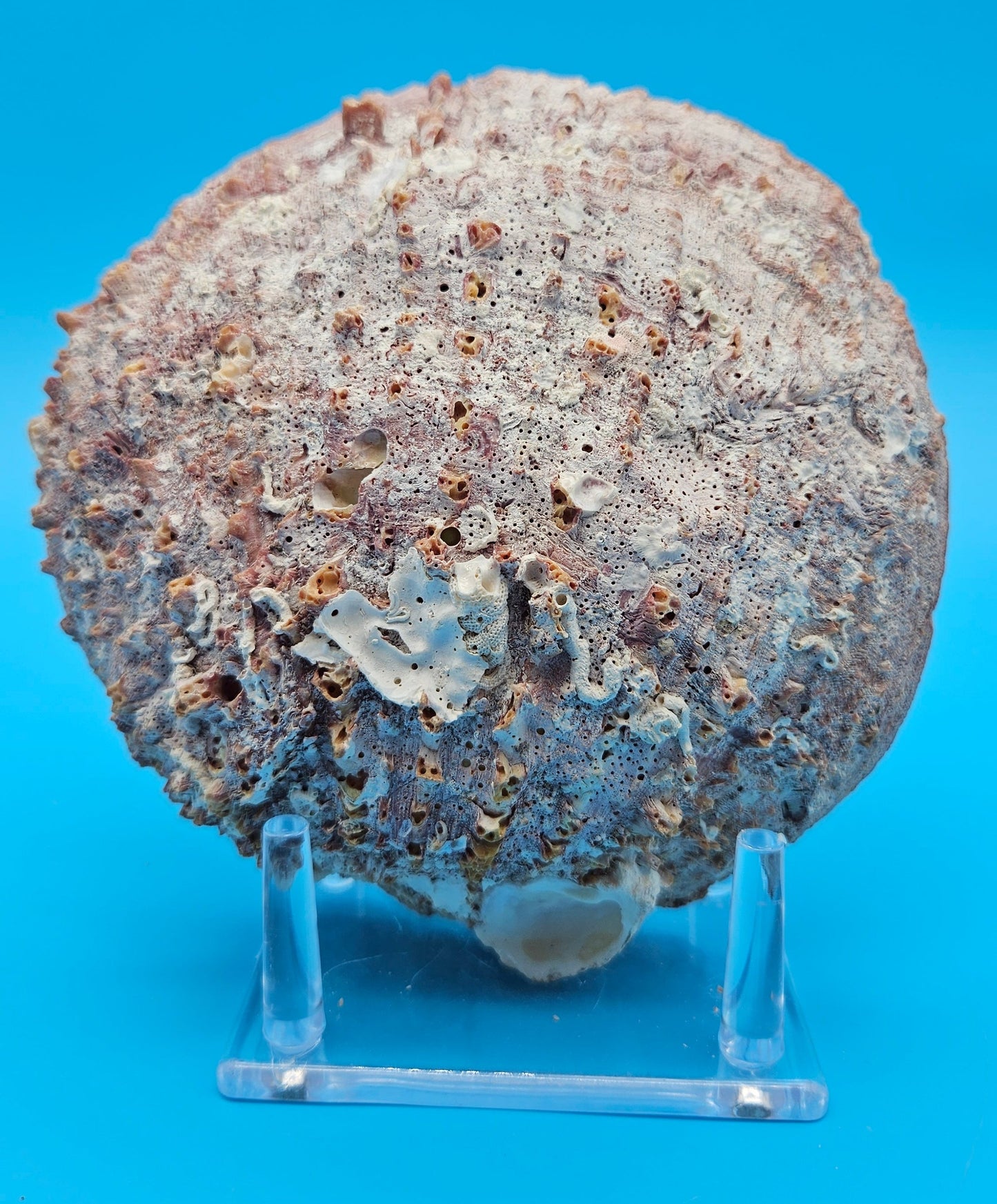 Deformed Giant Rock Scallop | Mutant Freak Coastal Display Shell 5.7" (Crassadoma gigantea)