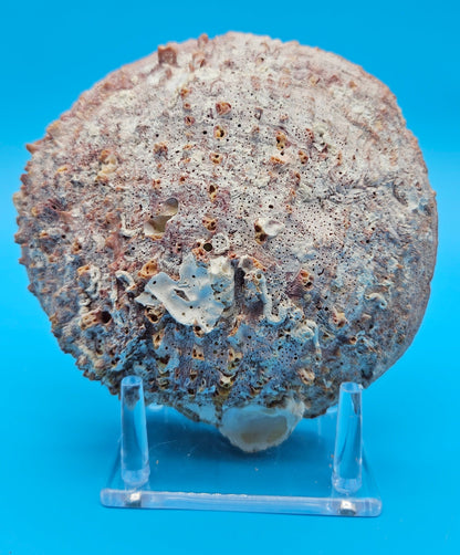 Deformed Giant Rock Scallop | Mutant Freak Coastal Display Shell 5.7" (Crassadoma gigantea)