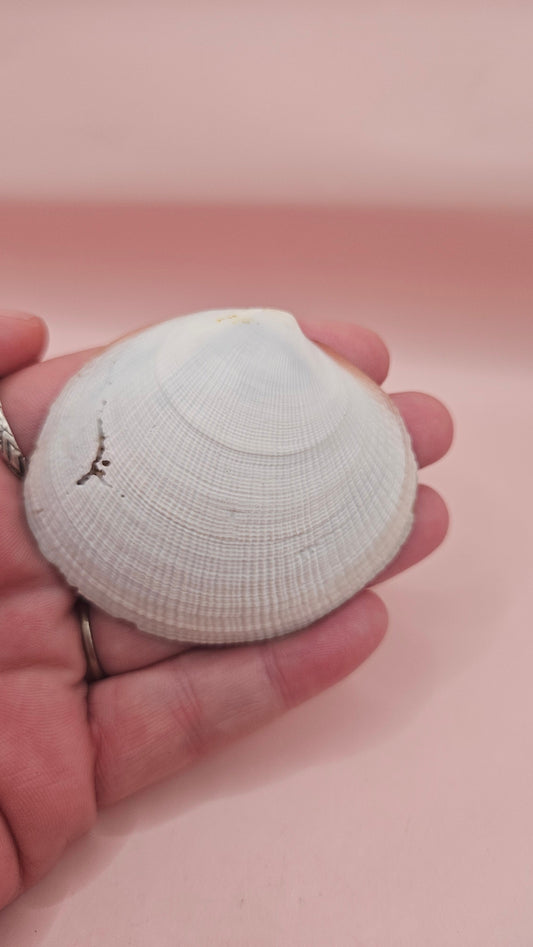 Handmade “Footprints” Poem Decorative Shell – Inspirational Beach Keepsake