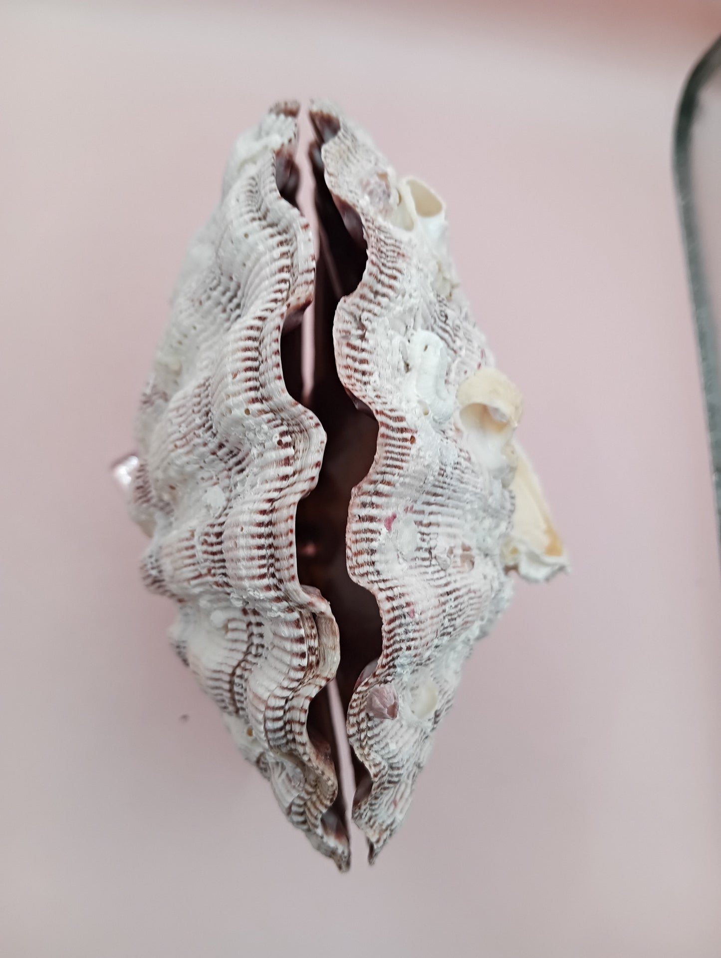 Natural Lion's Paw Seashell Pair – 5.9" x 5.3" – Barnacle-Encrusted Coastal Display