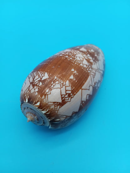 Tent Olive - Oliva Porphyria 3.7"