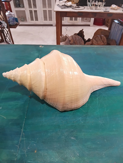 Large Australian Trumpet Shell – Syrinx aruanus – 21" Rare Natural Display Specimen