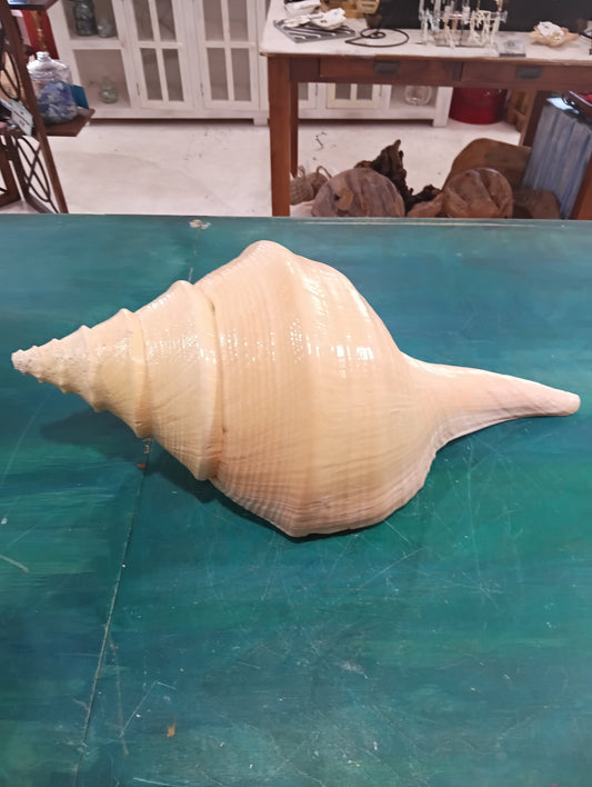 Large Australian Trumpet Shell – Syrinx aruanus – 21" Rare Natural Display Specimen