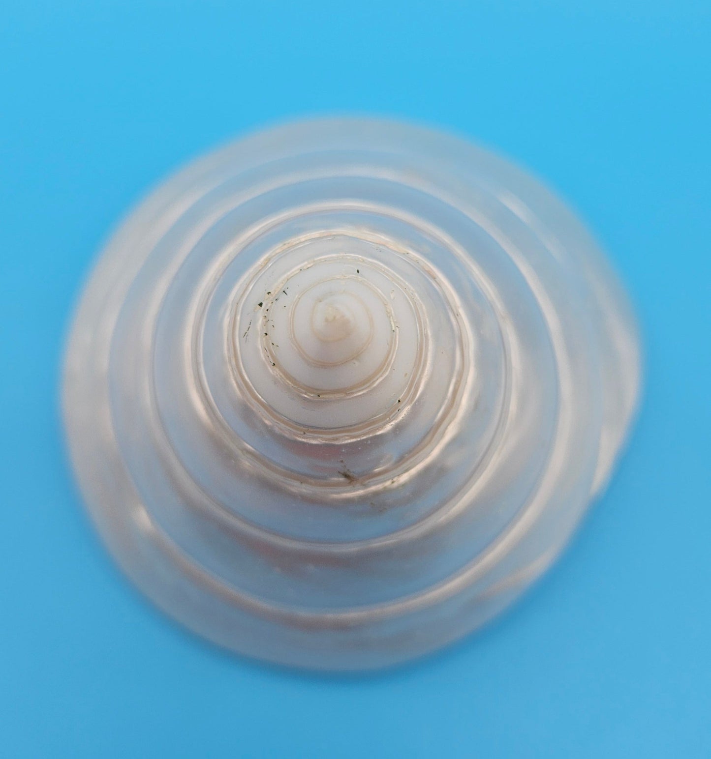 Pearled Trochus Niloticus Shell 4.2" Polished Spiral Display Shell with Iridescent Finish