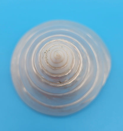 Pearled Trochus Niloticus Shell 4.2" Polished Spiral Display Shell with Iridescent Finish