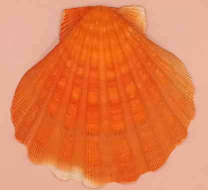 Orange Lion Paw Shell – 5.4" x 5.6" x 1.0"