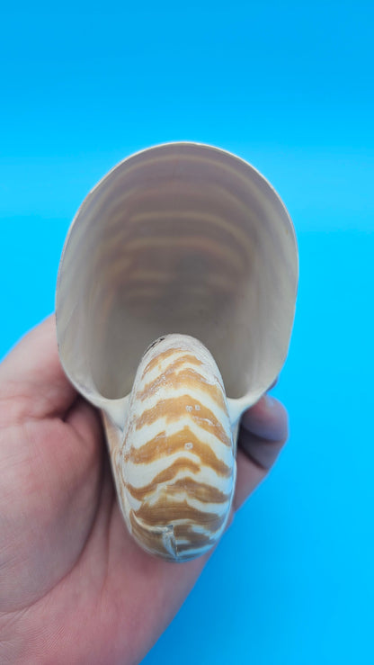 Chambered Tiger Nautilus Shell – Striking Natural Ocean Decor 3.7" Nautilus pompilius