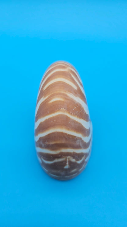 Chambered Tiger Nautilus Shell – Striking Natural Ocean Decor 3" (Nautilus pompilius)