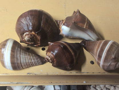 Fiber Pacific Crown Conch Shell - Melongena patula (Edged Lip)