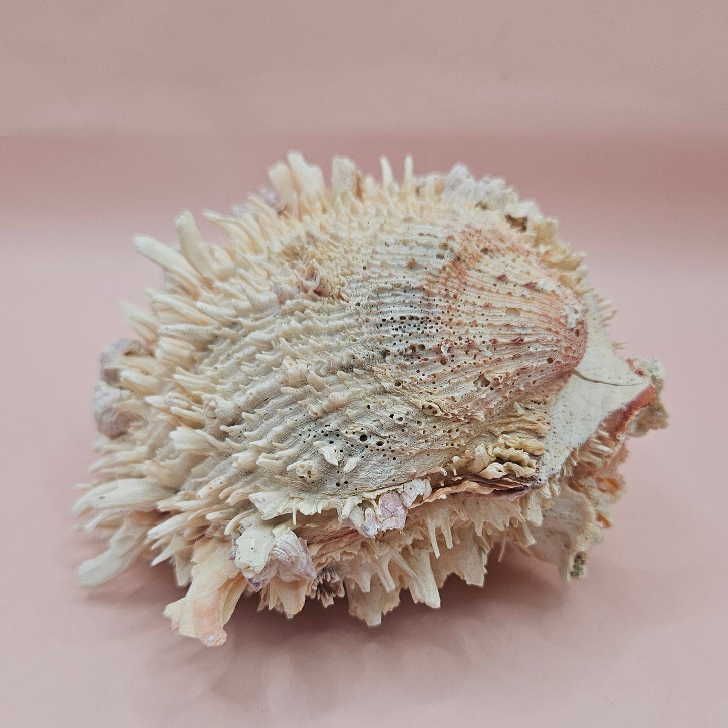 5" Spondylus Shell with Barnacles – Textured Coastal Display Spiny Oyster Shell