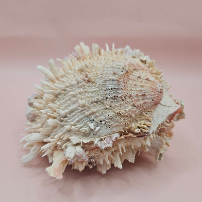 5" Spondylus Shell with Barnacles – Textured Coastal Display Spiny Oyster Shell