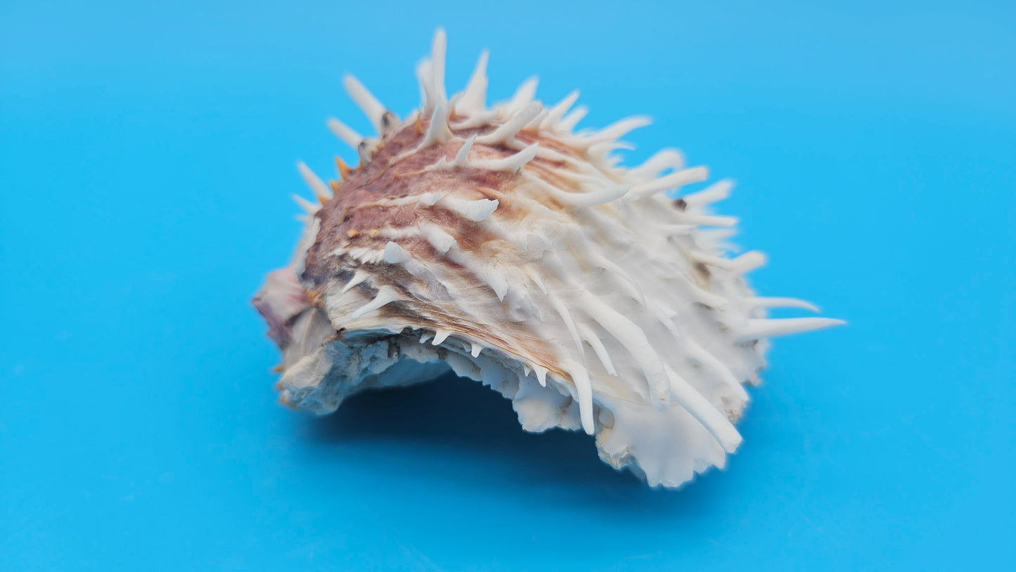 White Spiny Spondylus Shell Pair 3.8" – Hinged Coastal Display Shell with Orange Accents