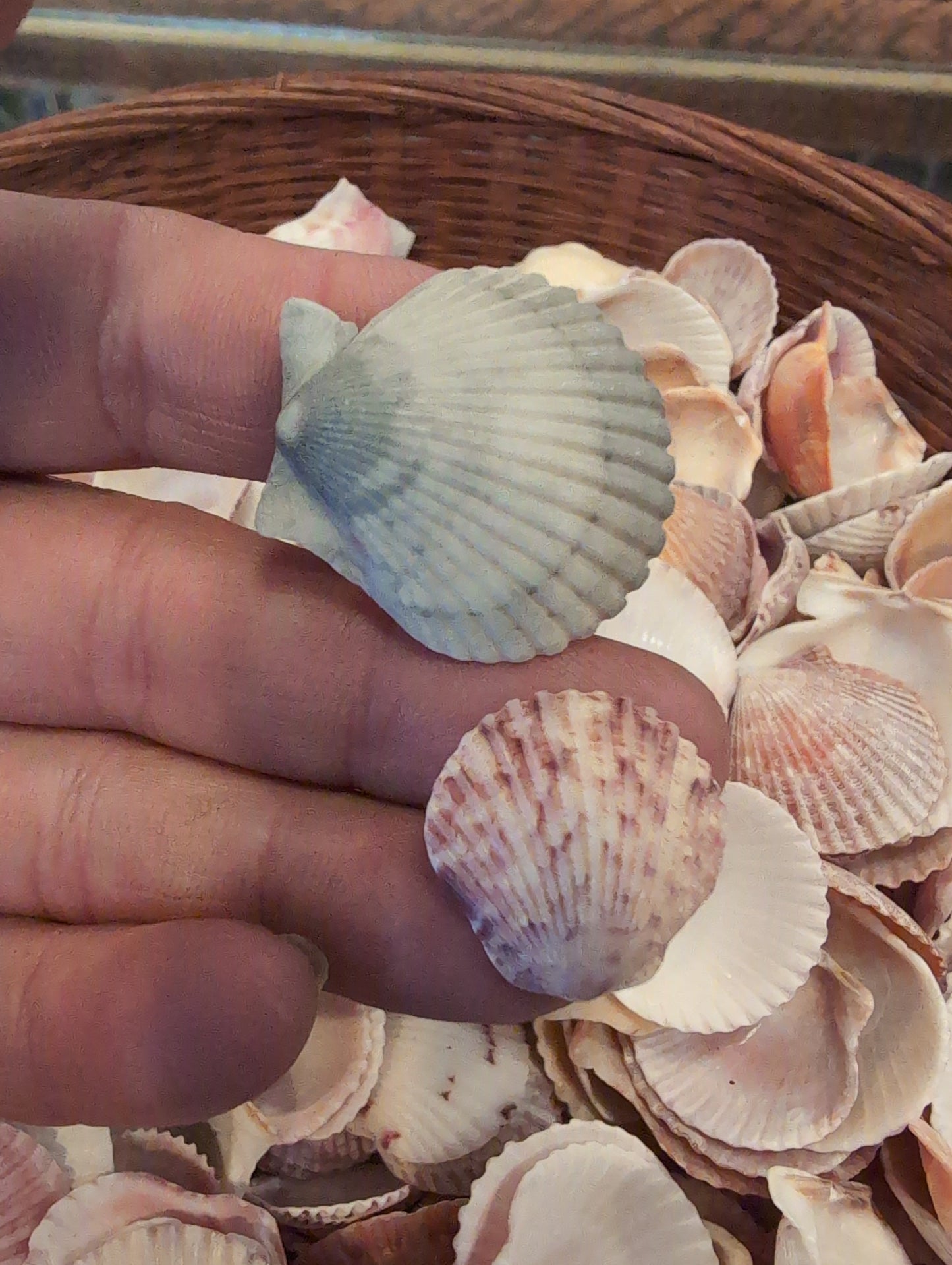 Baby Beach Collected Scallops Shells