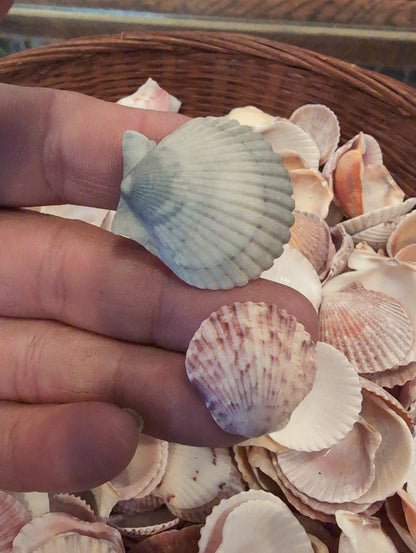 Baby Beach Collected Scallops Shells