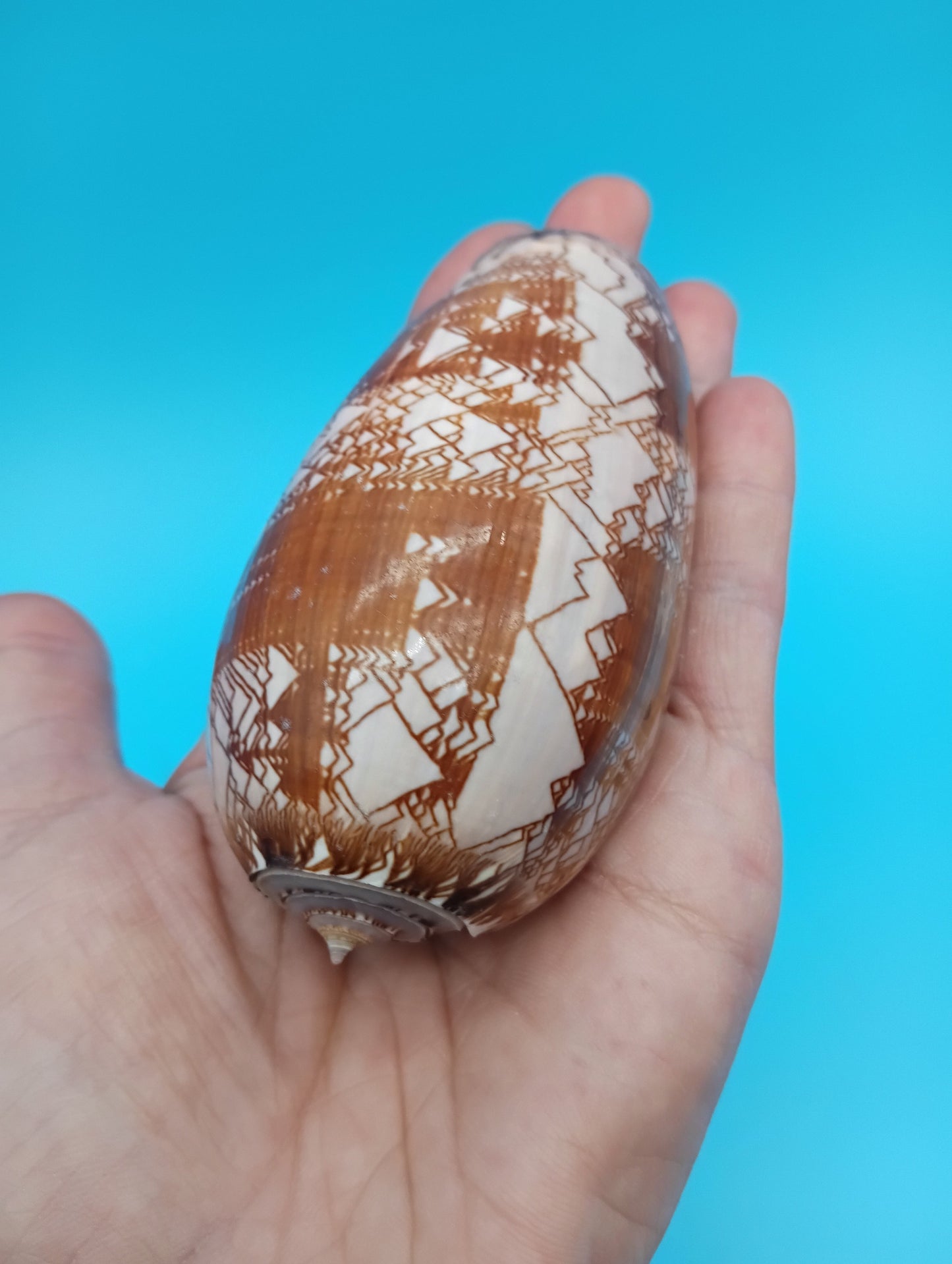 Tent Olive - Oliva Porphyria 3.7"