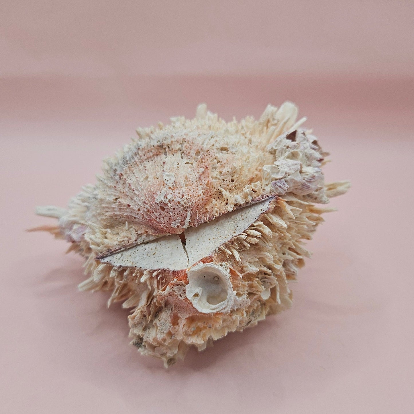 5" Spondylus Shell with Barnacles – Textured Coastal Display Spiny Oyster Shell