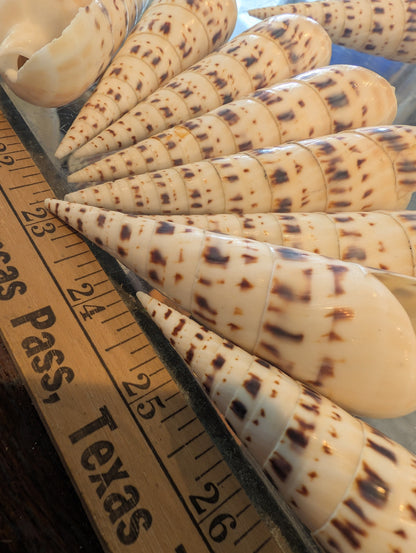 Marlin Spike Shell Terebra Maculata