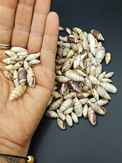 Mini Light Brown Mexican Olive Shell