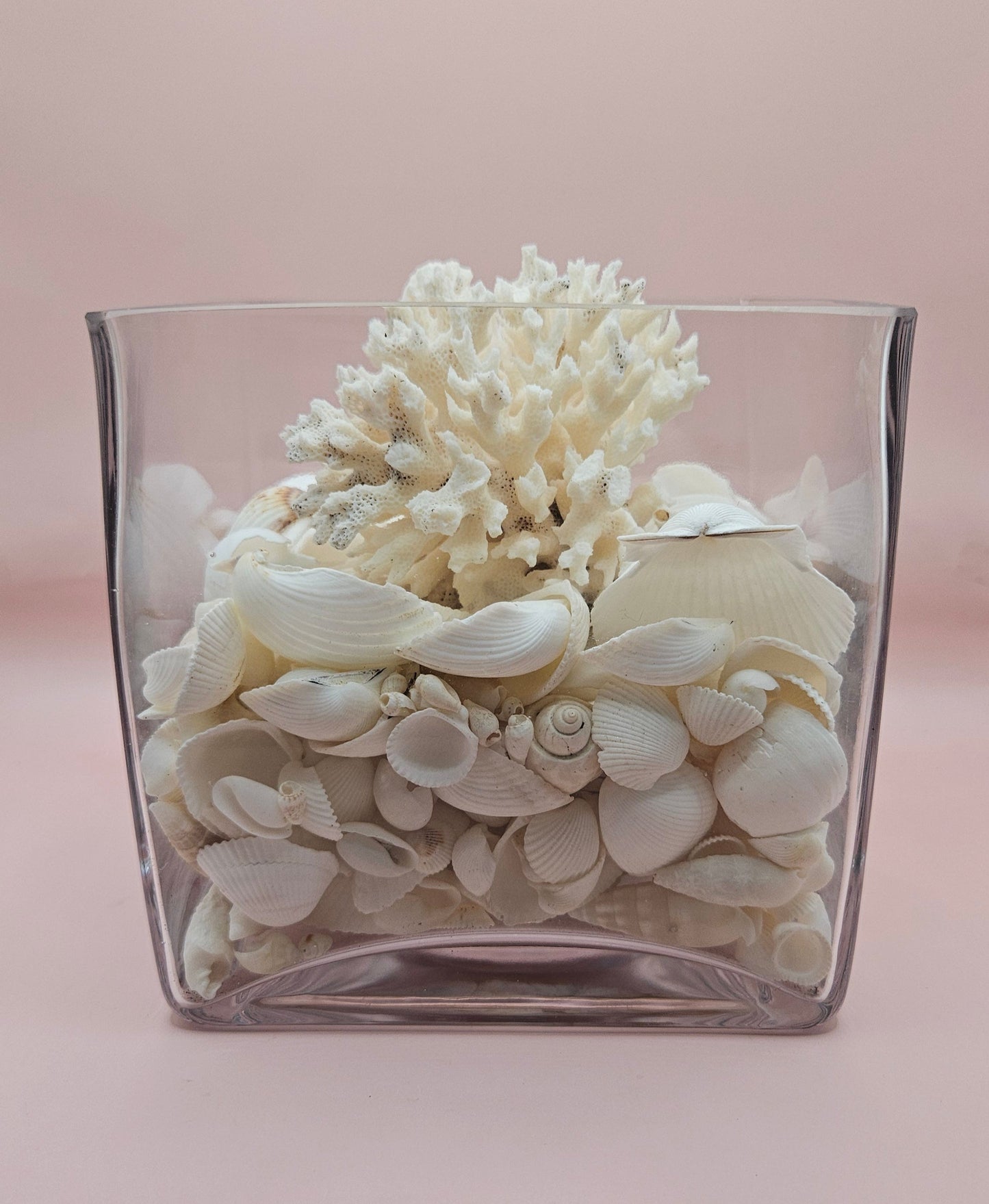 Square Glass Vase with White Coral and Seashell Display – Coastal Centerpiece (6x6)