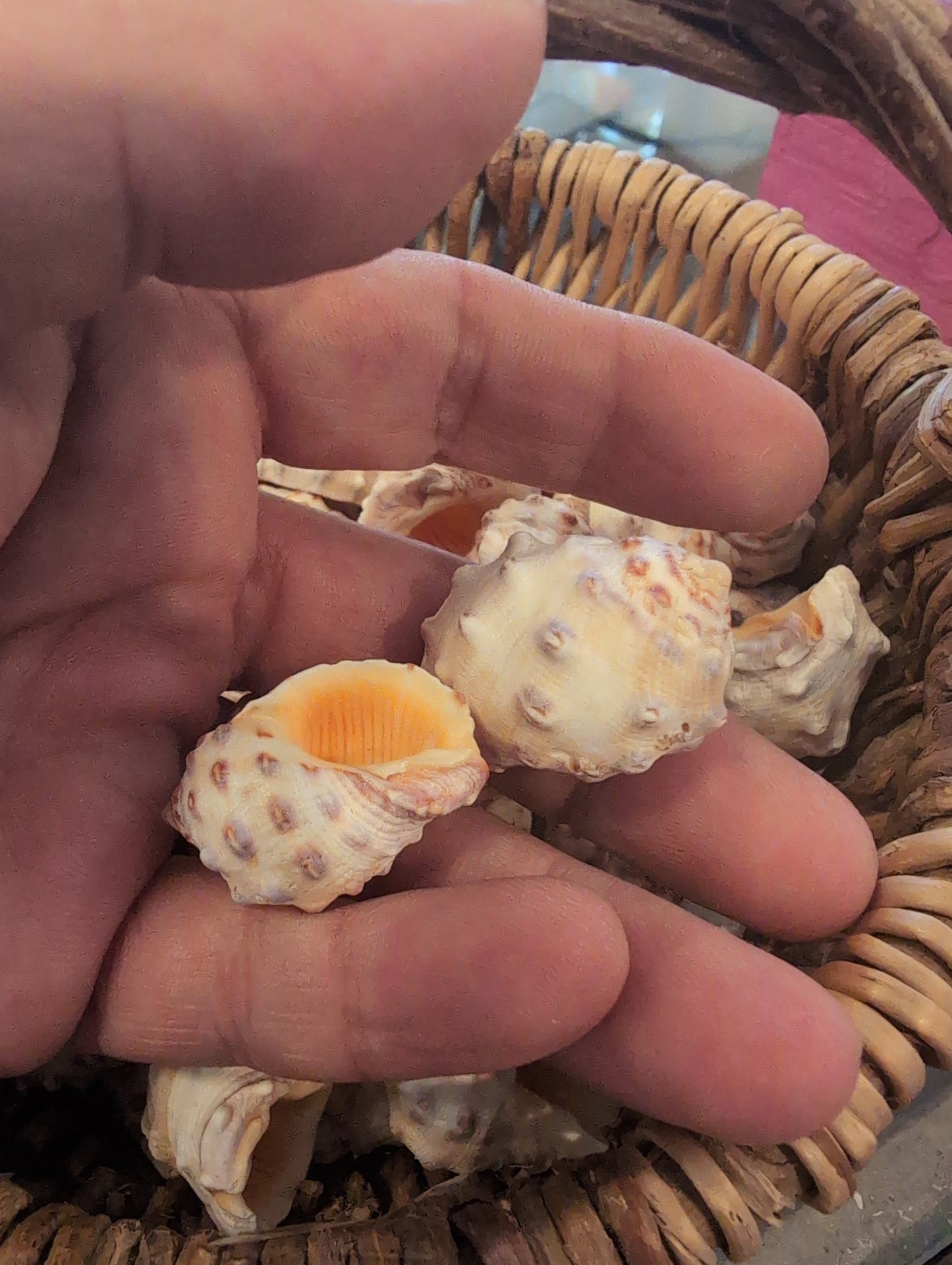 Orange Yellow Drupa Shell - Drupa rubusidaeus