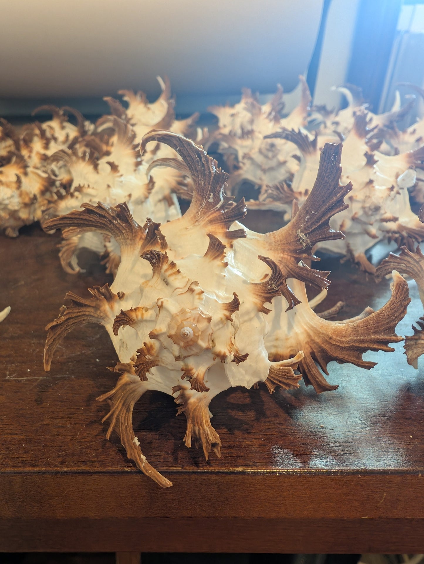 Black Murex Endive Long Spines - Murex endivia