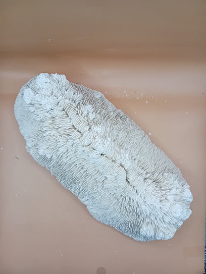Tongue Mushroom Coral 14" Oblong Bowl Shape