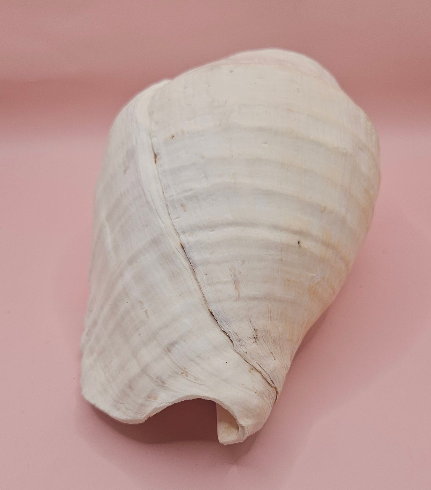 Titanostrombus Galeatus Eastern Pacific Conch – Large White Display Shell 7.75"