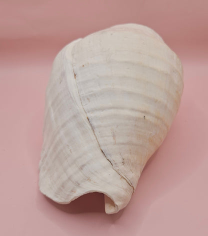 Titanostrombus Galeatus Eastern Pacific Conch – Large White Display Shell 7.75"