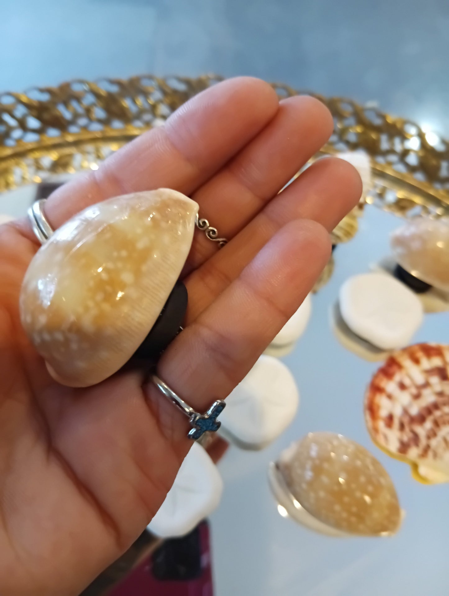 Genuine Seashell Magnets – Handmade Coastal Refrigerator Decor