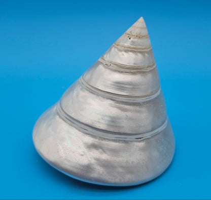 Pearled Trochus Niloticus Shell 4.2" Polished Spiral Display Shell with Iridescent Finish