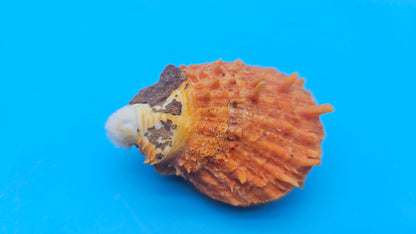 Fused Spiny Spondylus Shell 2.6" – Bright Orange Coastal Display Shell