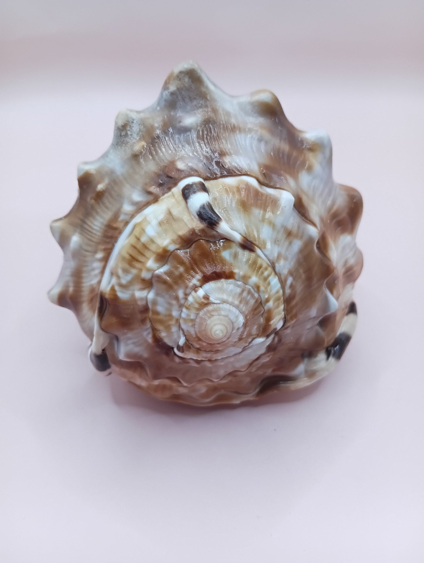 King Helmet Display Shell- Cassis flammea 4.8"