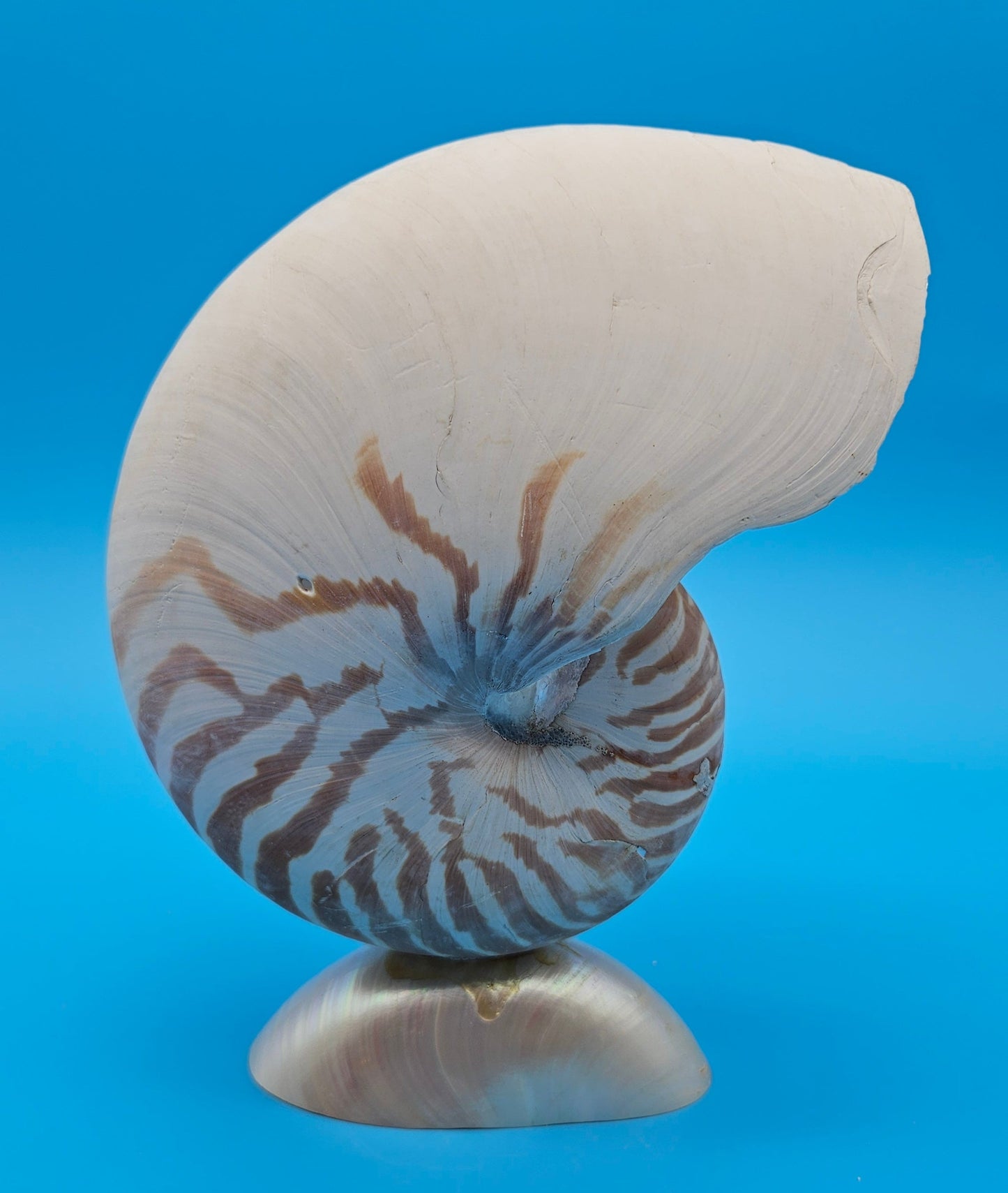 Bottom Cut Pearl Nautilus Shell Base – 4"