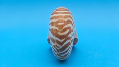 Tiger Nautilus Shell – Striking Natural Ocean Decor 3.6"
