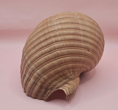 Natural Tonna Shell – 6.75"