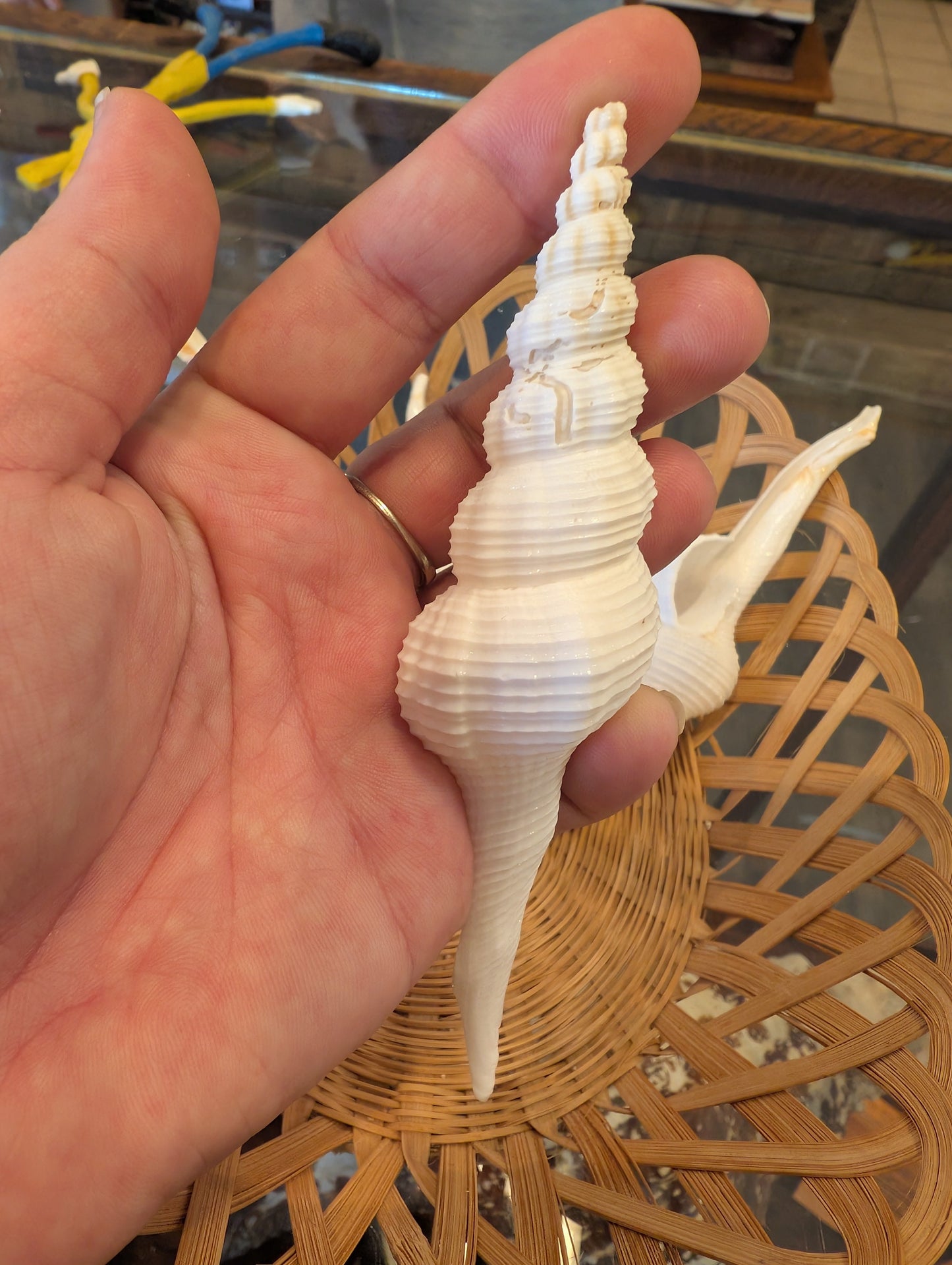 Fusus Colus White Spindle Shell