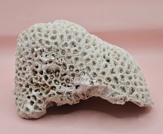 Vintage White Brain Coral – 6.75" Natural Coastal Decor