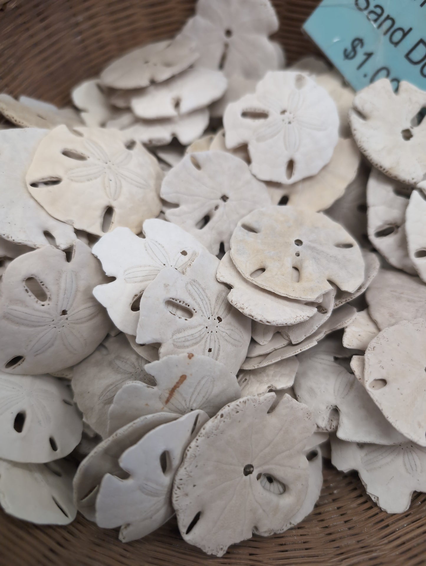 Beach Collected Sand Dollar