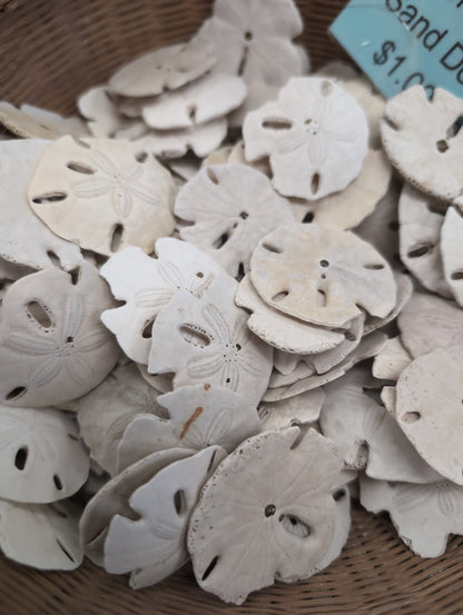 Beach Collected Sand Dollar