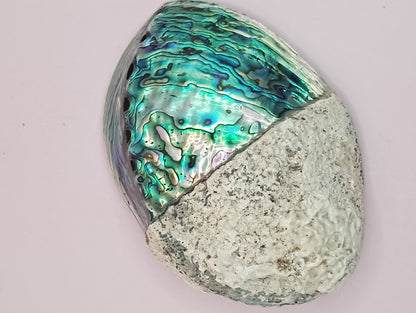 Natural New Zealand Paua Shell – Haliotis iris from Fiordland