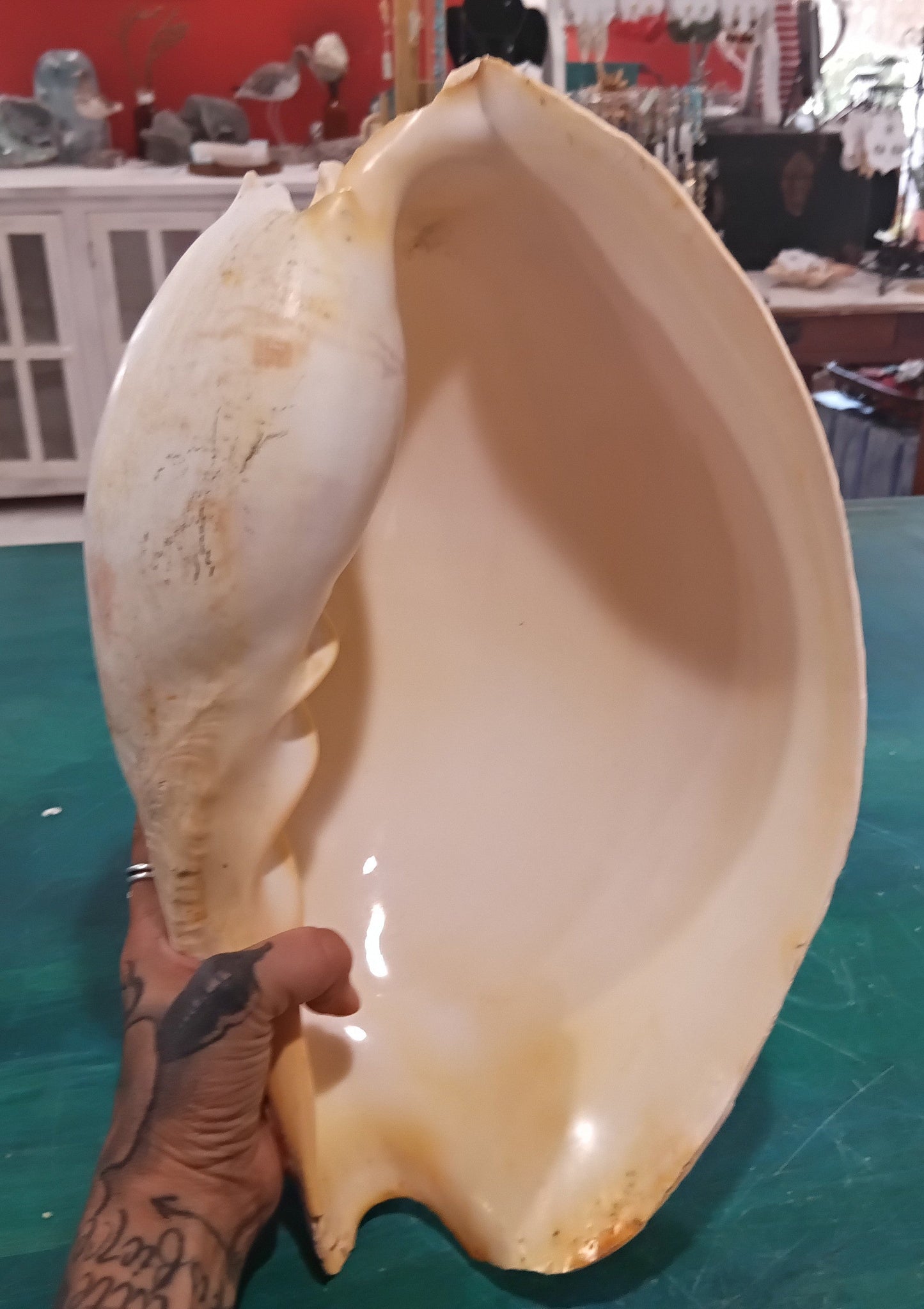 Large Umbilicate Shell Natural 14.5"x9"x5.5" – Coastal Display Accent