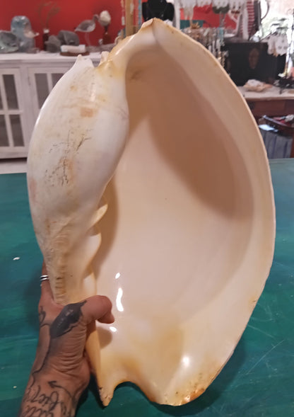 Large Umbilicate Shell Natural 14.5"x9"x5.5" – Coastal Display Accent